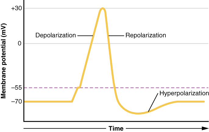 action potential #study #psychology