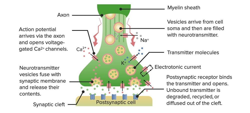 Diagram-showcasing-the-process-of-neurotransmission #study #psychology