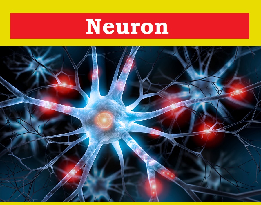 Neuron_7 #study #psychology