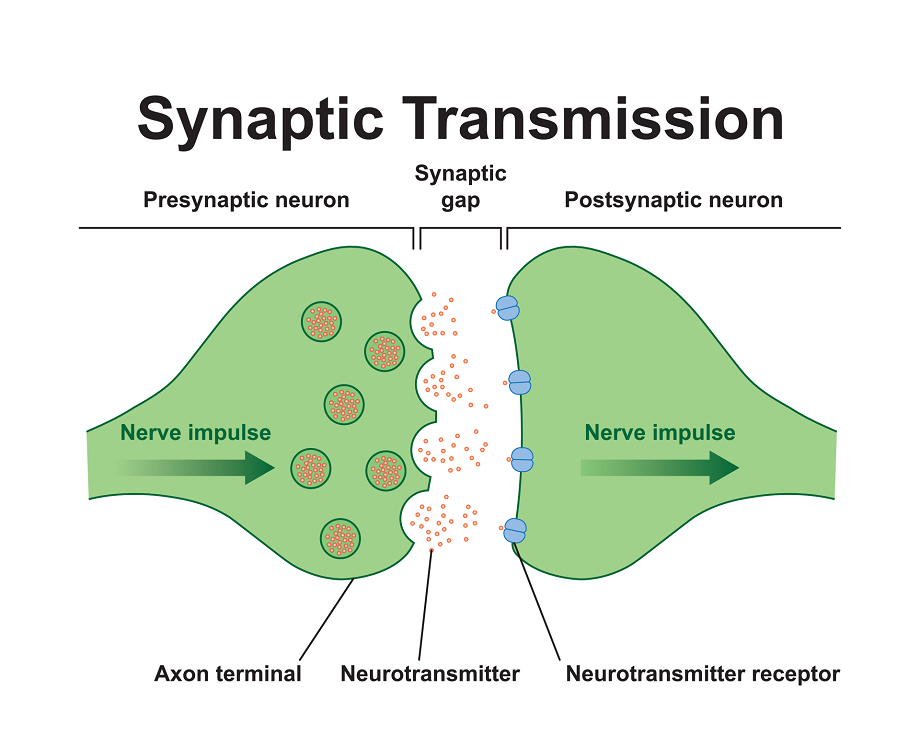 Synaptic-Transmission2 #study #psychology