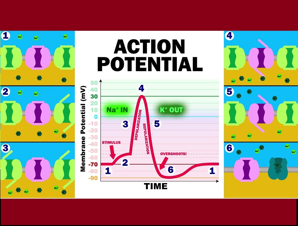 action potetial #study #psychology