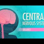 central nervous system #study #psychology