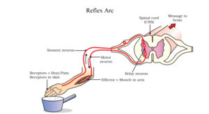 Neural Impulse: Action Potential - Scientific Psychology