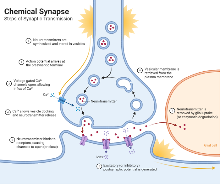 synaptic transmission #study #psychology