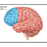 prefrontal-cortex