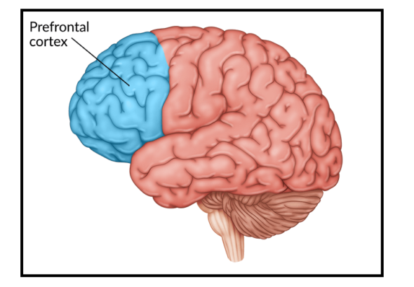 prefrontal-cortex