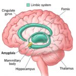 Limbic System #brain #amygdala #hypothalamus #limbic-system