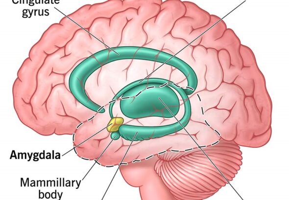 Limbic System #brain #amygdala #hypothalamus #limbic-system