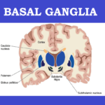 Structure-of-Basal-ganglia #brain