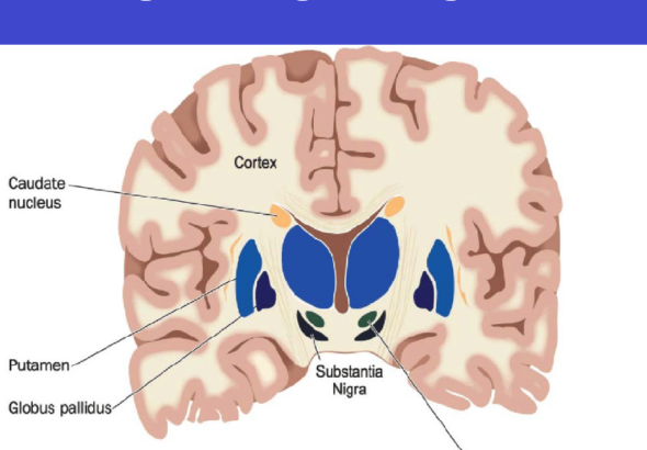 Structure-of-Basal-ganglia #brain