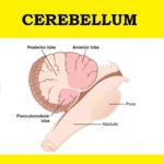 brain #cerebellum #psychology #biology2