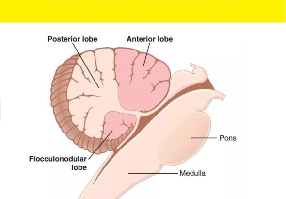 brain #cerebellum #psychology #biology2