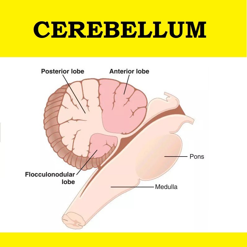 brain #cerebellum #psychology #biology2